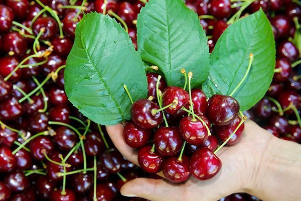 ECONOMIST: IN 2023 CHERRY EXPORTS SHOWED MOST IMPRESSIVE GROWTH IN MOLDOVAN HISTORY 