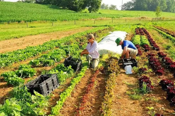 SHARE OF EMPLOYMENT IN AGRICULTURE IN MOLDOVA DECREASED FROM 20% TO 18% IN 2019-2024 - WORLD BANK ANALYSIS