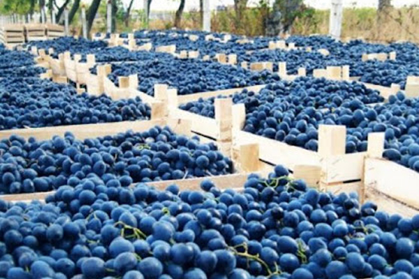 MOLDOVA TO INCREASE TABLE GRAPE EXPORTS TO THE EUROPEAN UNION 2.5 TIMES IN 2024