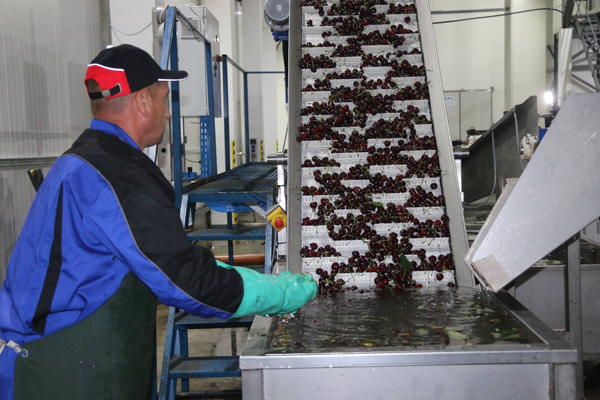 WITH THE ASSISTANCE OF USAID, A MODERN LINE FOR SORTING AND PACKING OF CHERRIES WAS INSTALLED IN THE DISTRICT OF STRASENI