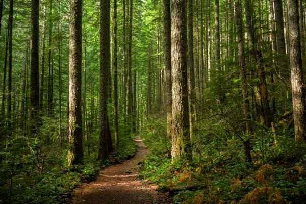 EUROPEAN INVESTMENT BANK (EIB) TO GRANT MOLDOVA A LOAN FOR EXPANSION AND REFORESTATION