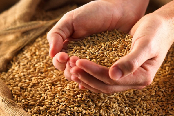 ​LICENSING OF IMPORTS OF CEREALS AND OILSEEDS EXTENDED UNTIL THE END OF 2024