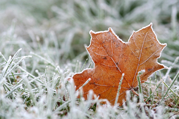 METEOROLOGISTS WARN OF POSSIBLE FROSTS IN MOLDOVA 